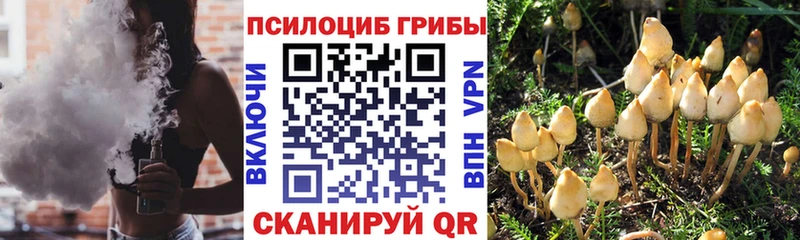 Галлюциногенные грибы Psilocybe  mega как войти  Миасс 